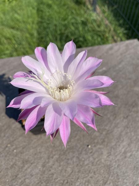 Echinopsis Hybr. violett